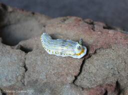 Riatus The Nudibranch - Dermatobranchus Semistriatus - thumbnail 1