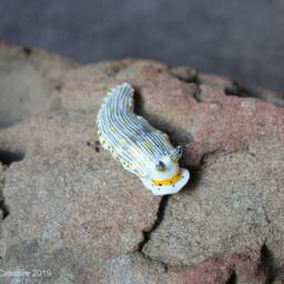 Riatus The Nudibranch - Dermatobranchus Semistriatus - thumbnail 2