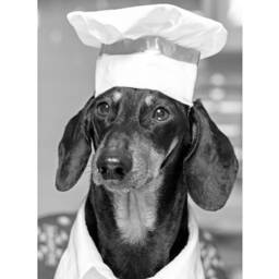 Dachshund Print Chef Kitchen Print, Utility Wall Art Black & White Modern Poster Decor Fun Poster, Sausage Dog - thumbnail 2