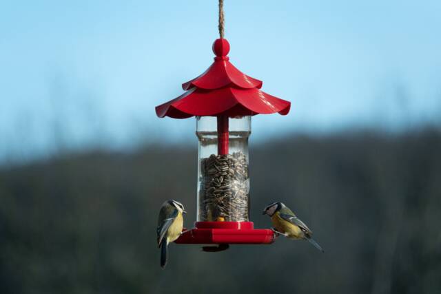 """Pagoda" - image 1
