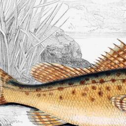 Vintage Fish Illustration Print, 19Th Century Children's Wall Art - thumbnail 2