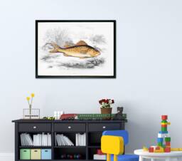 Vintage Fish Illustration Print, 19Th Century Children's Wall Art - thumbnail 1