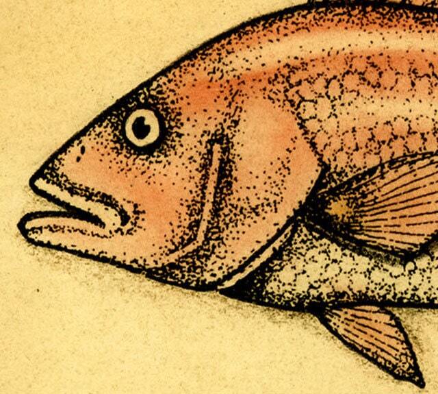 Red Snapper Art Print, Fish Drawings, Saltwater Fish, Fishing, Art, Snapper, Game Gulf Of Mexico, Vintage Prints - image 1