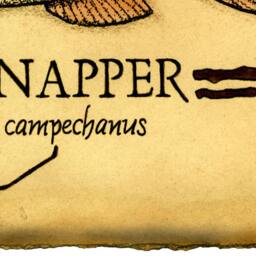 Red Snapper Art Print, Fish Drawings, Saltwater Fish, Fishing, Art, Snapper, Game Gulf Of Mexico, Vintage Prints - thumbnail 3