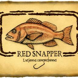 Red Snapper Art Print, Fish Drawings, Saltwater Fish, Fishing, Art, Snapper, Game Gulf Of Mexico, Vintage Prints - thumbnail 2