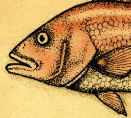 Red Snapper Art Print, Fish Drawings, Saltwater Fish, Fishing, Art, Snapper, Game Gulf Of Mexico, Vintage Prints - thumbnail 1