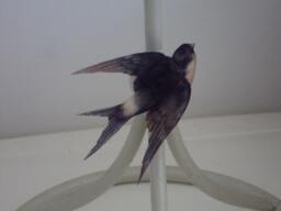 3D Swallow Wall Art Lucky Bird Home Decor, Wedding Decorations - thumbnail 1