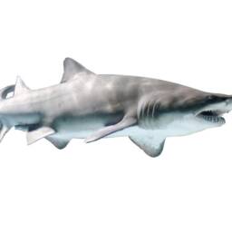 Vwaq Shark Wall Decal - Sand Decor Peel & Stick Ocean Wall Jaws Reusable Fabric Pas8 - thumbnail 2