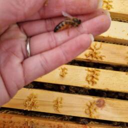 Premium Dorset Beeswax Votive Candles, Straight From The Bees - Natural Scent Or Citronella - thumbnail 4