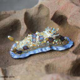 Dorisoni The Nudibranch - Dendrodoris Denisoni - thumbnail 3
