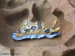 Dorisoni The Nudibranch - Dendrodoris Denisoni