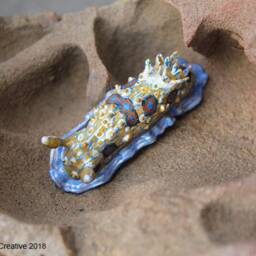 Dorisoni The Nudibranch - Dendrodoris Denisoni - thumbnail 2