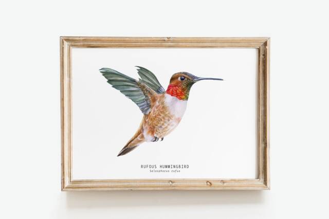 Rufous Hummingbird Watercolor Fine Art Print - Bird Lover Poster Nature Wall Hummingbirds Home D??cor Rufous's Selasphorus Rufus - image 1