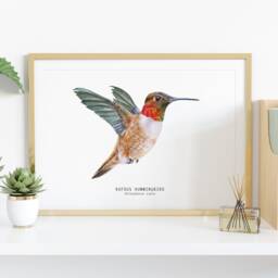 Rufous Hummingbird Watercolor Fine Art Print - Bird Lover Poster Nature Wall Hummingbirds Home D??cor Rufous's Selasphorus Rufus - thumbnail 2