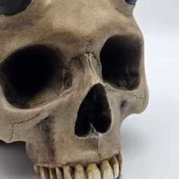 Horned Skull. Plaster Of Paris Life Size Human Skull Replica - thumbnail 4