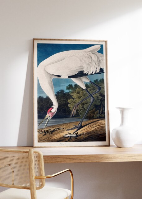Vintage Print Hooping Crane, John James Audobon Poster, Wildlife Art, Giclee Museum Art, Retro Bird Illustration, Digital Printable Wall Art - image 1