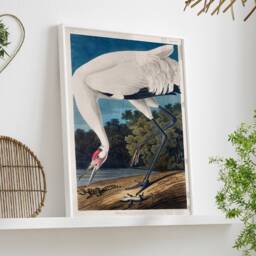 Vintage Print Hooping Crane, John James Audobon Poster, Wildlife Art, Giclee Museum Art, Retro Bird Illustration, Digital Printable Wall Art - thumbnail 3
