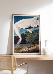 Vintage Print Hooping Crane, John James Audobon Poster, Wildlife Art, Giclee Museum Art, Retro Bird Illustration, Digital Printable Wall Art - thumbnail 1