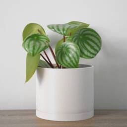 "Minimalist Planter With Drainage & Saucer in White, Unique & Modern 3D-Printed Plant Pot, Sizes 4"" 5"" 6"" 7"" 8" - thumbnail 2
