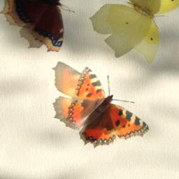3D British Butterfly Decorations Natural Sun Catchers, Set Of 5 - thumbnail 3