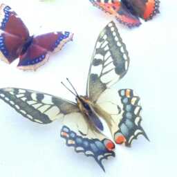3D British Butterfly Decorations Natural Sun Catchers, Set Of 5 - thumbnail 1