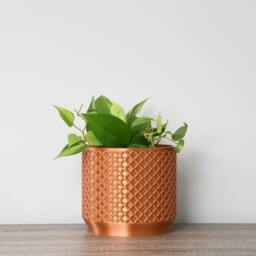 "Carolina Planter With Drainage & Saucer in Copper, Lattice 3D-Printed Plant Pot, Small To Large Sizes 4"" 5"" 6"" 7"" 8" - thumbnail 2