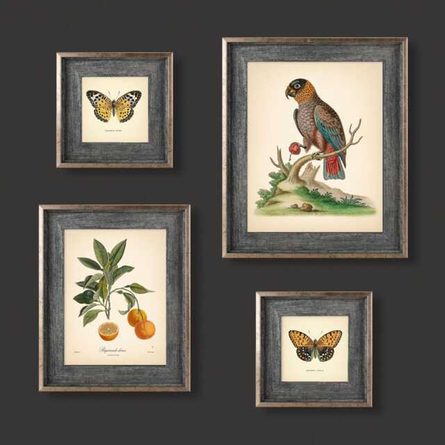 Set Of 4 Vintage Botanical Prints Poster Flower Butterfly Orange Green Beige Bird - image 1