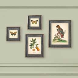 Set Of 4 Vintage Botanical Prints Poster Flower Butterfly Orange Green Beige Bird - thumbnail 3