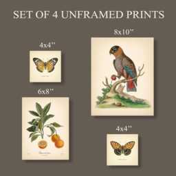 Set Of 4 Vintage Botanical Prints Poster Flower Butterfly Orange Green Beige Bird - thumbnail 2