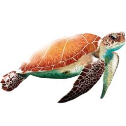 Sea Turtle Vinyl Wall Sticker Decal For Kids Rooms - Ocean Theme Decor Vwaq Na04 - thumbnail 2