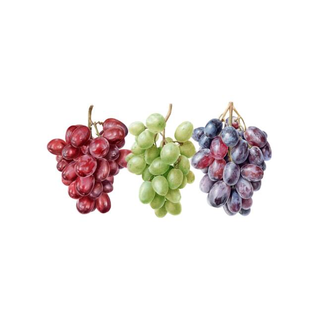 Grapes Watercolor Gicl??e Print Limited Edition Botanical Wall Art - image 1
