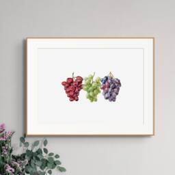 Grapes Watercolor Gicl??e Print Limited Edition Botanical Wall Art - thumbnail 3
