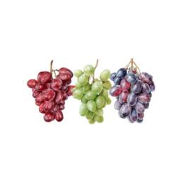 Grapes Watercolor Gicl??e Print Limited Edition Botanical Wall Art - thumbnail 1
