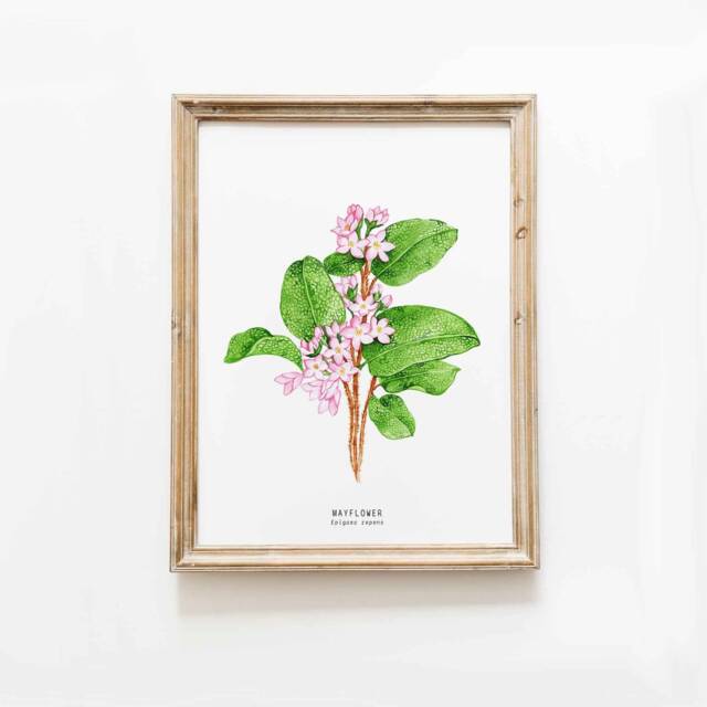 Mayflower Hand Painted Watercolour Art - Botanical Wall D??cor Massachusetts State Flower Trailing Arbutus Epigaea Repens Mayflowers - image 1