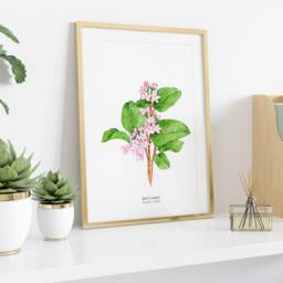 Mayflower Hand Painted Watercolour Art - Botanical Wall D??cor Massachusetts State Flower Trailing Arbutus Epigaea Repens Mayflowers - thumbnail 3