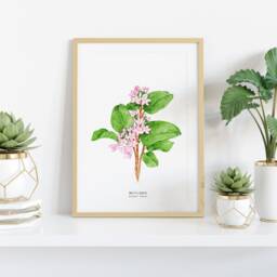 Mayflower Hand Painted Watercolour Art - Botanical Wall D??cor Massachusetts State Flower Trailing Arbutus Epigaea Repens Mayflowers - thumbnail 2