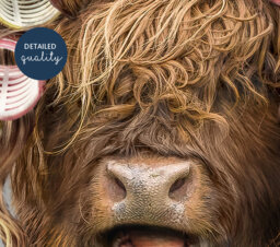 Highland Cow in Hair Curlers Print, Bathing, Funny Bathroom Animal Toilet Art, Rollers, Bath, Whimsy - thumbnail 1