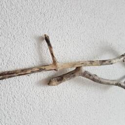 Fish From Driftwood No. Xv - thumbnail 4