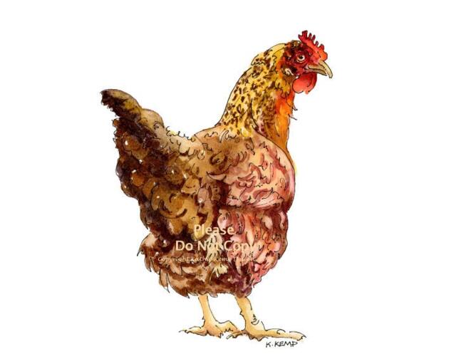 Chicken Hen Watercolor Painting Farm Animal Pen & Ink Art
