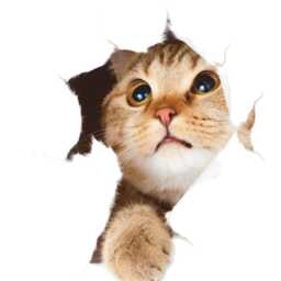 3D Cat Wall Sticker Pet Decal For Home Unique Animal Decor - thumbnail 2