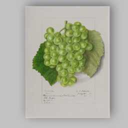 Vintage Green Grape Botanical Watercolour Illustration Canvas Wall Art Print Decor Picture Ready To Hang - thumbnail 1