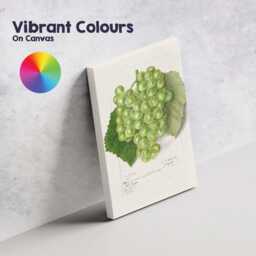 Vintage Green Grape Botanical Watercolour Illustration Canvas Wall Art Print Decor Picture Ready To Hang - thumbnail 4