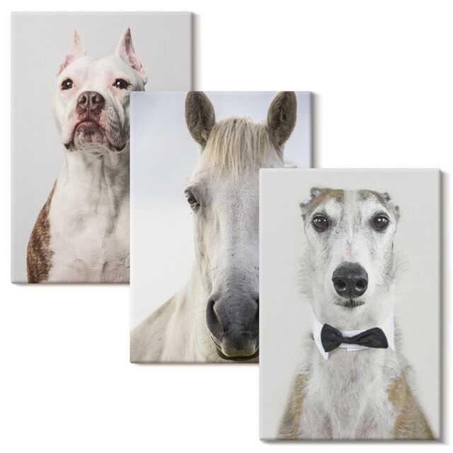 Canvas Wall Art Set Of 3 - Interesting Portraits Dogs & Horses in An Elegant Style, Gray Large Art, Animals Hanging Piece - image 1