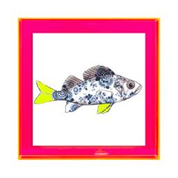 Funky Fish Sea Bass in White - Neon Colored Acrylic Frame - thumbnail 3