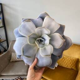 Grey Succulent Shape Pillow Realistic Small Echeveria Cushion, Plant Gift - thumbnail 1