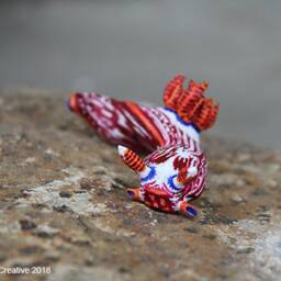 stonei The Nudibranch - Nembrotha Livingstonei - thumbnail 4