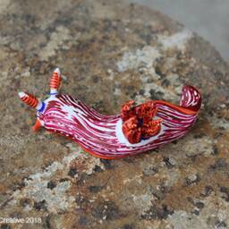 stonei The Nudibranch - Nembrotha Livingstonei - thumbnail 3