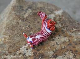 stonei The Nudibranch - Nembrotha Livingstonei