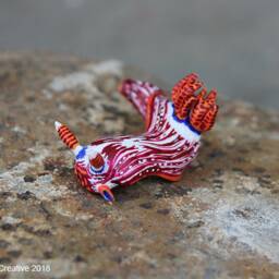 stonei The Nudibranch - Nembrotha Livingstonei - thumbnail 2