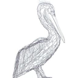 Brown Pelican, 27 - thumbnail 3